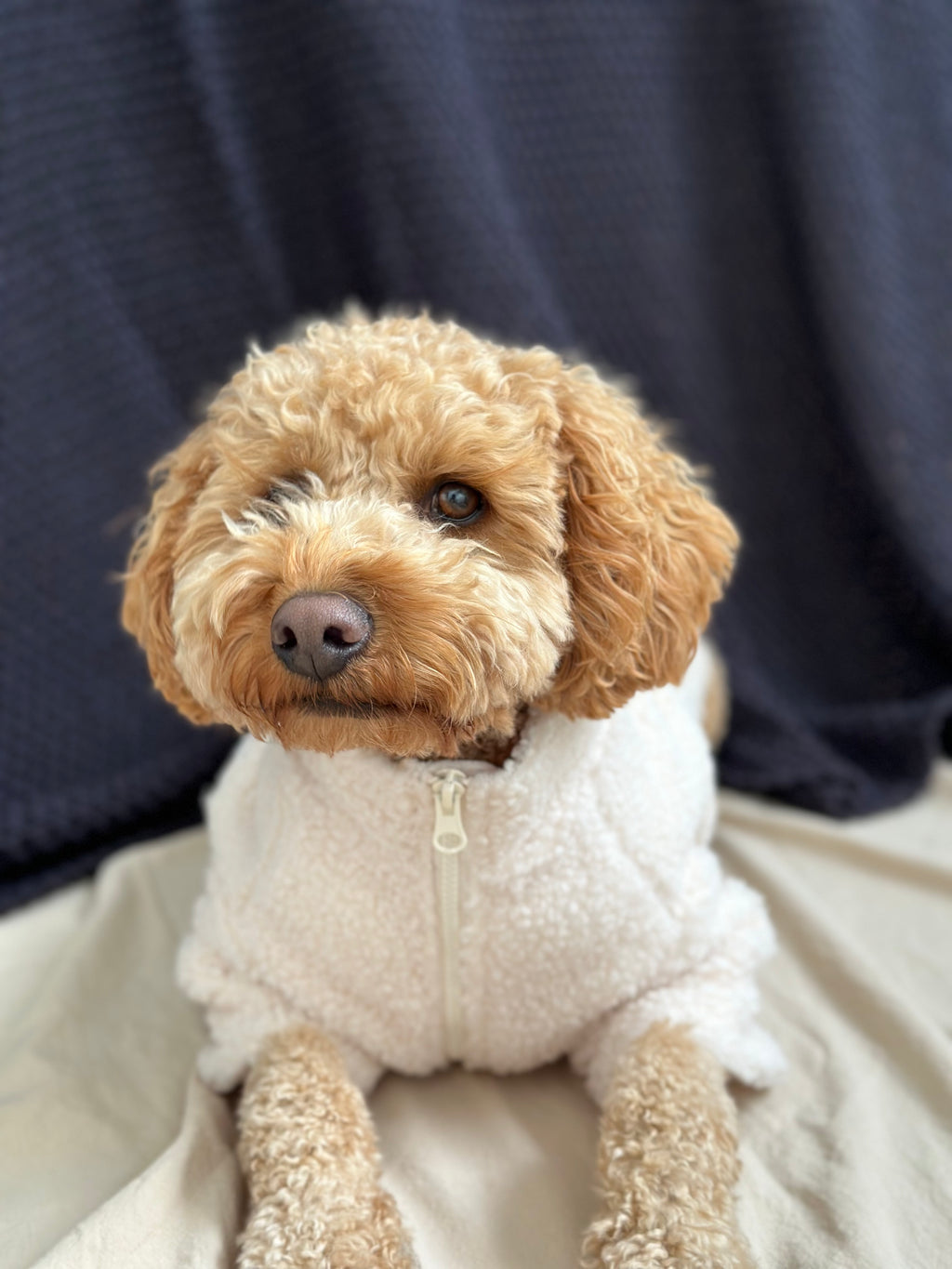 Sherpa Dog Jacket in Cloud