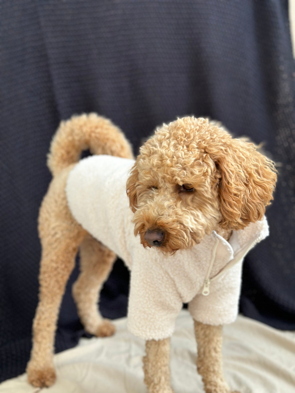 Sherpa Dog Jacket in Cloud
